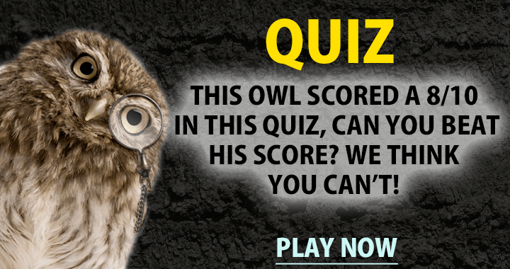 Banner for We think you can't beat the owl!