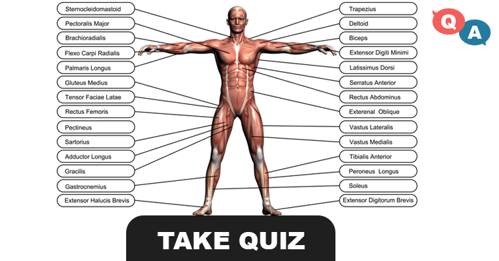 Banner for Very hard quiz about the human body, we bet you wont be able to even score a 4 or better.