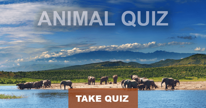 Banner for Can you correctly answer at least 5 out of 10 enjoyable questions about the Animal World?