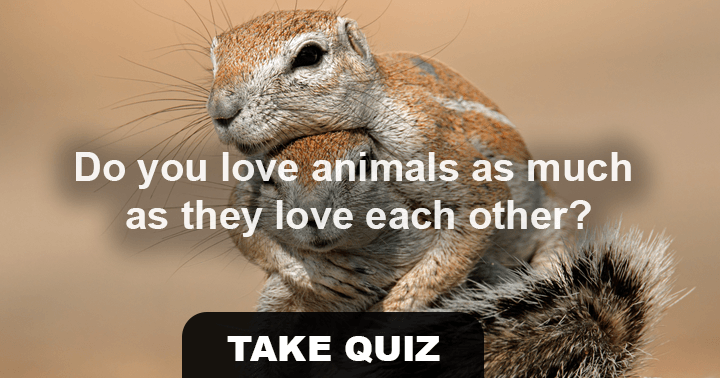 Banner for If you like animals, this is the perfect quiz for you.