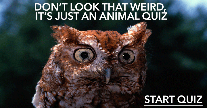 Banner for Animal Quiz