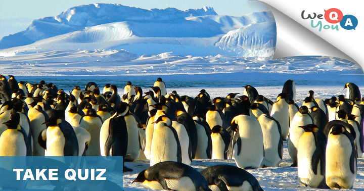 Banner for Here are 10 challenging animal questions that most people struggle to answer correctly, even just one.