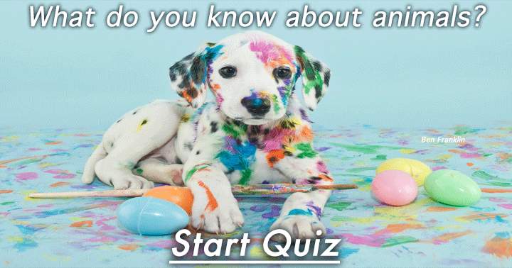 Banner for Animals Quiz