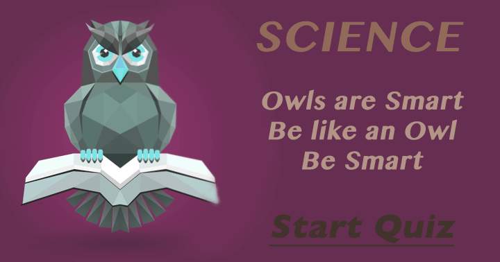 Banner for Are you as smart as an owl?