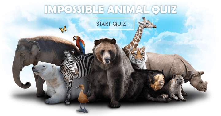 Banner for This animal quiz is so hard it's not even fun to take. Are you tough enough?