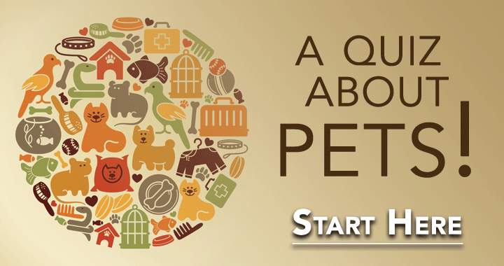 Banner for 'Pets Quiz!'