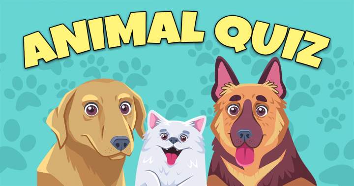 Banner for Animal Quiz