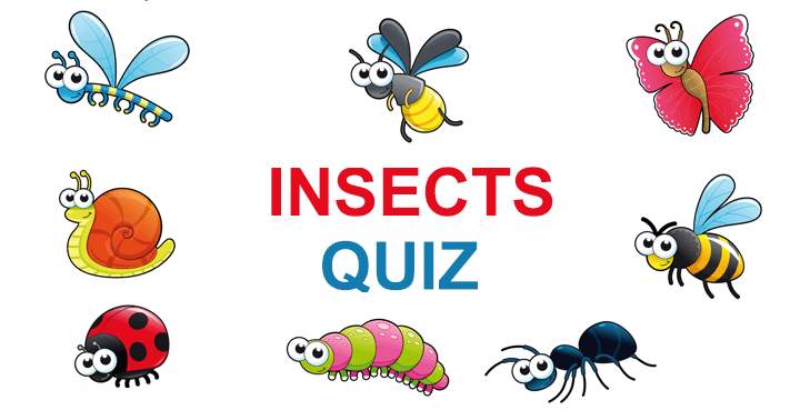 Banner for How much do you know about insects?