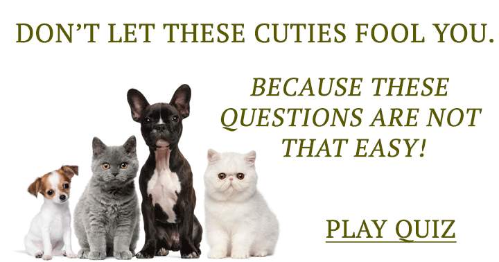 Banner for Adorable to the max!