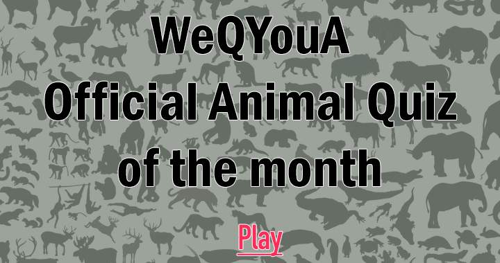 Banner for Animal Quiz of the month